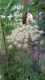 Close-up of flower growing on field