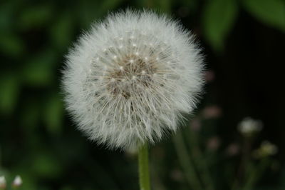 Close-up of dandelion