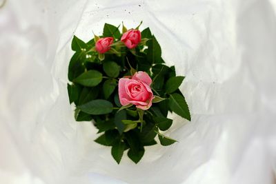 Directly above shot of pink rose bouquet