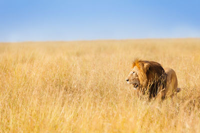 View of a cat on field