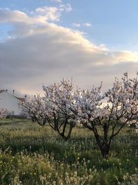 Cherry blossoms on field against sky