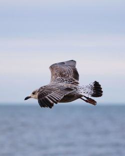 Close-up of seagull flying over sea against clear sky