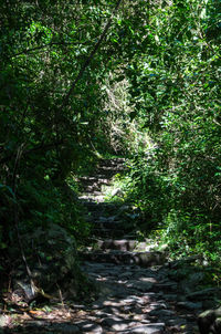 Footpath amidst trees in forest