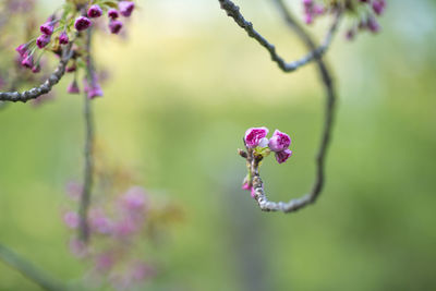 Close-up of pink flowering plant