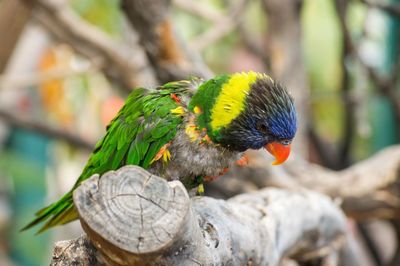 Close-up of parrot perching on tree