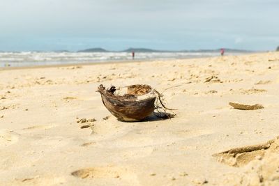 Close-up of crab on beach against sky