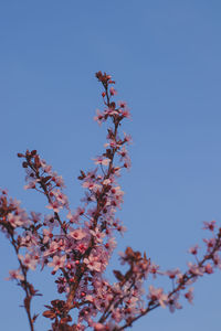 Low angle view of cherry blossom against blue sky