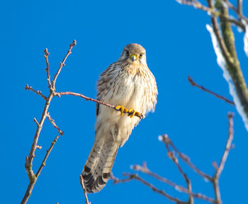 Low angle view of bird perching on branch against blue sky