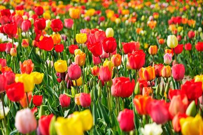 Close-up of poppies blooming on field