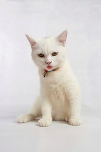 Portrait of cat sitting on white background