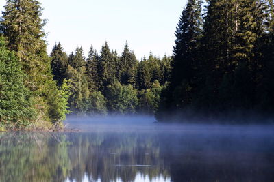 Scenic view of lake in forest