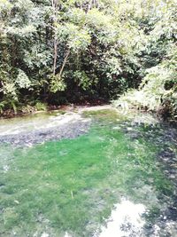 River flowing amidst trees in forest