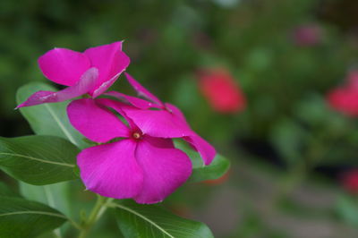 Close-up of pink flowering plant