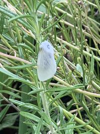 Close-up of bird on grass