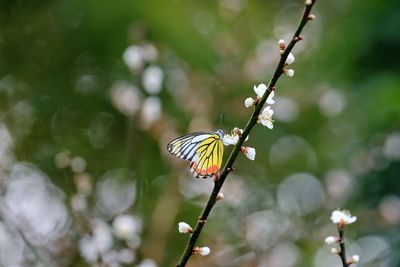 Close-up of butterfly pollinating on flower