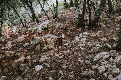 View of a tree in the forest