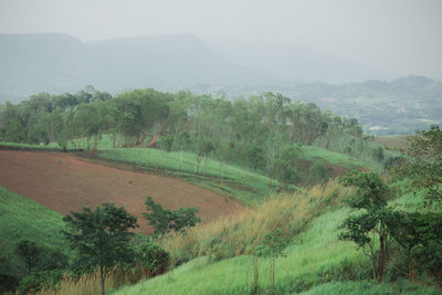 Scenic view of trees on field against sky