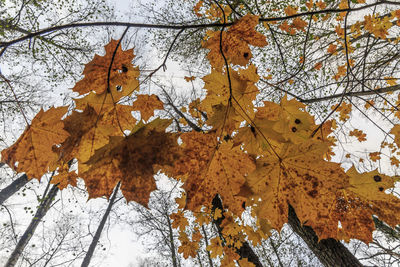 Low angle view of maple leaves on tree