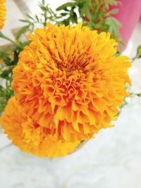 Macro shot of orange dahlia flower