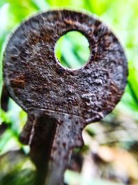 Close-up of lizard on tree