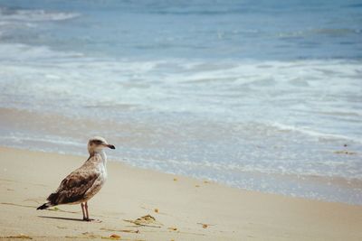 Seagull flying over sea