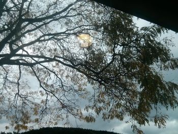 Low angle view of trees against clear sky