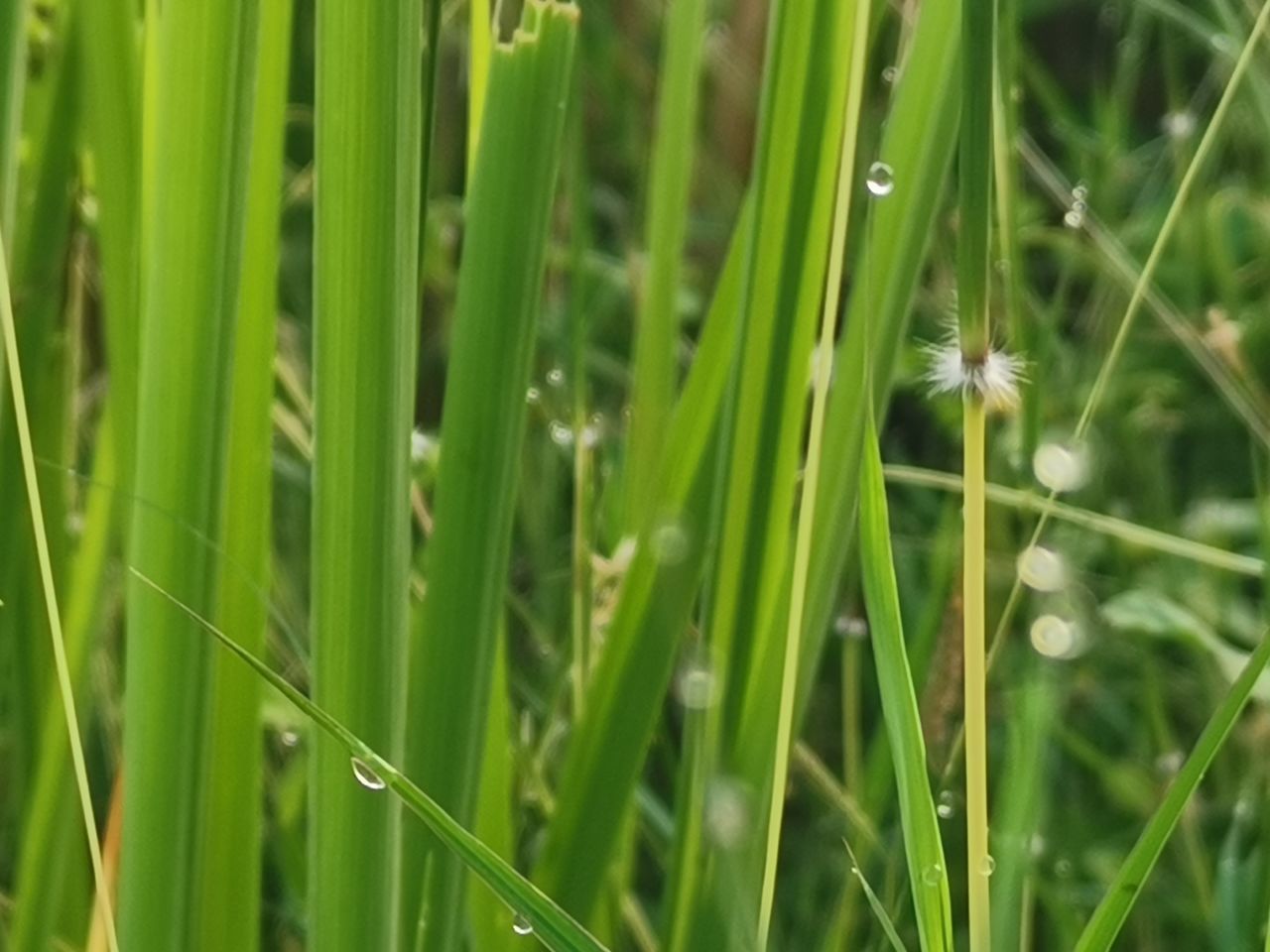 CLOSE-UP OF FRESH GREEN PLANTS ON LAND