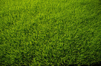 Full frame shot of green field