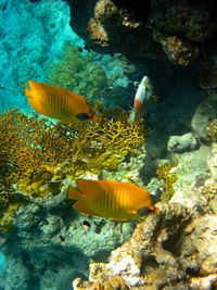 Close-up of fish swimming in sea