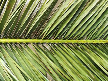 Full frame shot of palm tree leaves