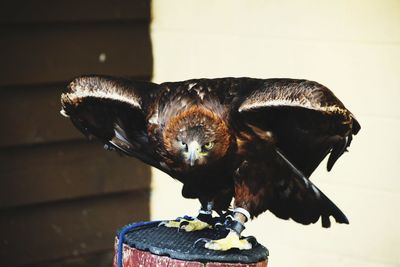 Close-up of a bird