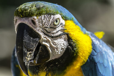 Close-up of a parrot