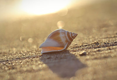 Close-up of seashell at beach