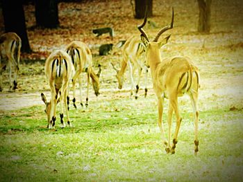 Grass grazing on field