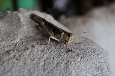 Close-up of insect on rock
