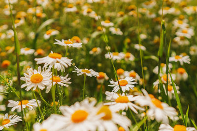 Daisies in meadow. field of chamomile in summer. wallpaper of yellow and white flowers