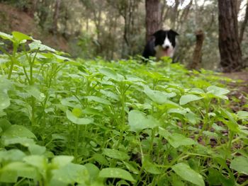 Dog amidst plants