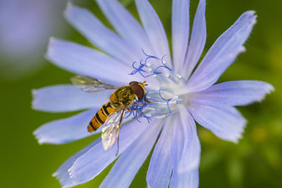 Close-up of bee pollinating on flower