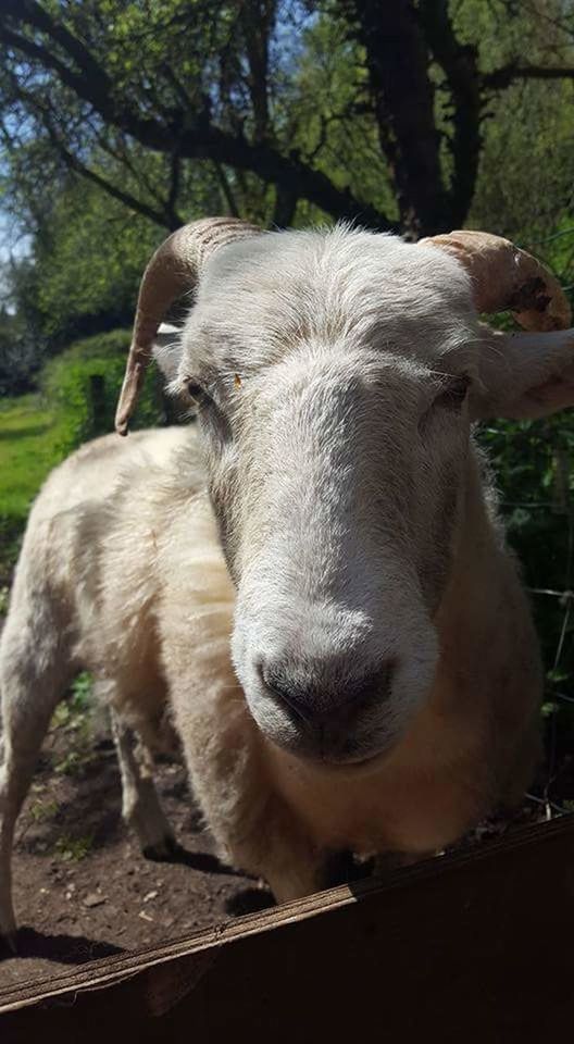 CLOSE-UP OF SHEEP