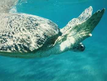View of turtle swimming in sea