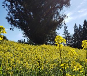 Scenic view of oilseed rape field against sky