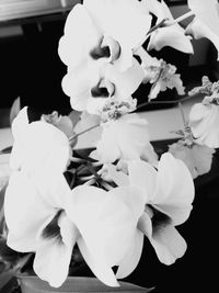 Close-up of white flowers