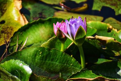 Close-up of lotus water lily in pond