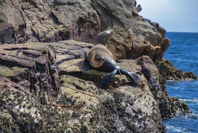 A sea lion with a massive injury following a shark attack in baja california, mexico