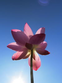 Low angle view of pink lotus flowering plant against blue sky