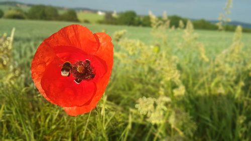 Close-up of red poppy flower on field