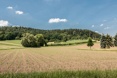 Scenic view of agricultural field against sky