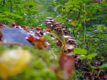 Close-up of mushroom growing on field
