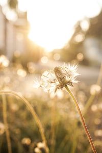 Close-up of flowering plants on land
