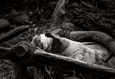 Close-up of lizard sleeping